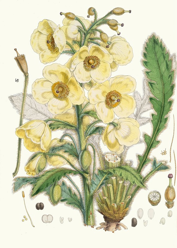 Meconopsis Nepalensis, dc. by Walter Hood Fitch, 1855 — digital art print download