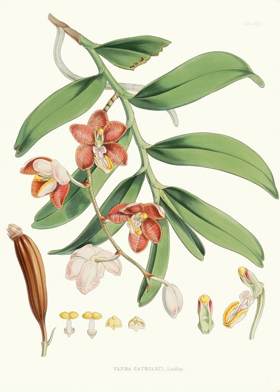 Vanda Cathcarti, Lindley. by Walter Hood Fitch, 1855 — digital art print download