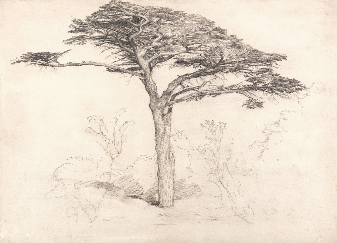 Old Cedar Tree in Botanic Garden, Chelsea — Самуэль Палмер