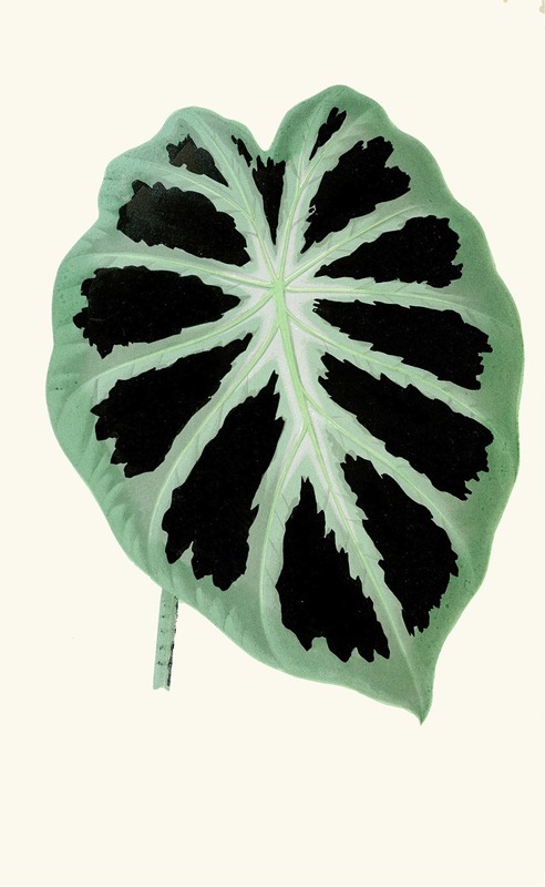 Alocasia Jenningsii by Edward Joseph Lowe, 1867-1870 — digital art print download
