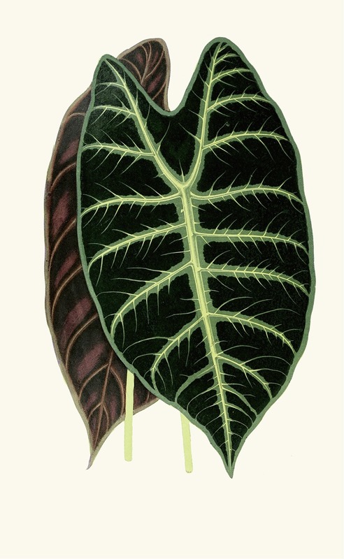 Alocasia Lowii by Edward Joseph Lowe, 1867-1870 — digital art print download