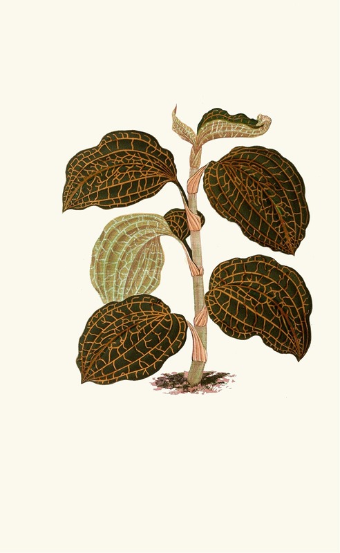 Anoectochilus Setaceus by Edward Joseph Lowe, 1867-1870 — digital art print download