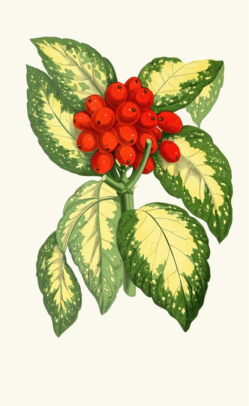 Aucuba Japonica by Edward Joseph Lowe, 1867-1870 — digital art print download