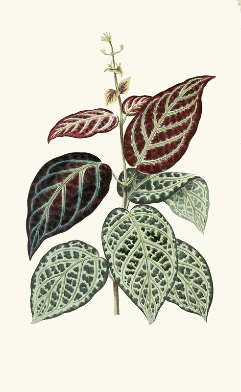 Bignonia Argyro-Violascens. by Edward Joseph Lowe, 1867-1870 — digital art print download
