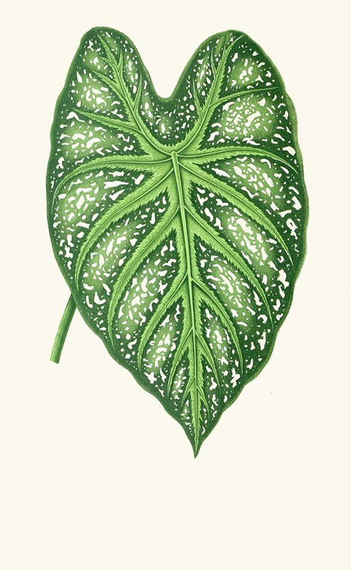 Caladium Mirabile by Edward Joseph Lowe, 1867-1870 — digital art print download