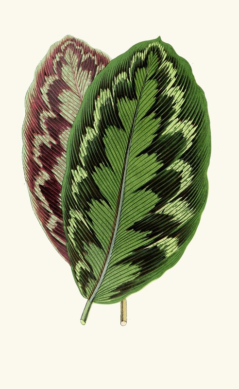 Calathea Veitchiana by Edward Joseph Lowe, 1867-1870 — digital art print download