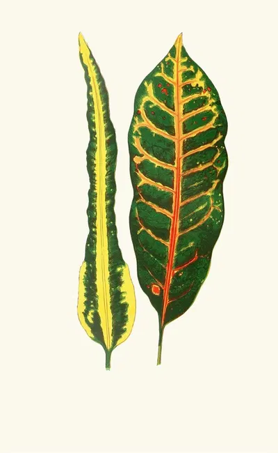 Codiaeum Irregulare,Codiaeum Hillianum by Edward Joseph Lowe, 1867-1870 — digital art print download