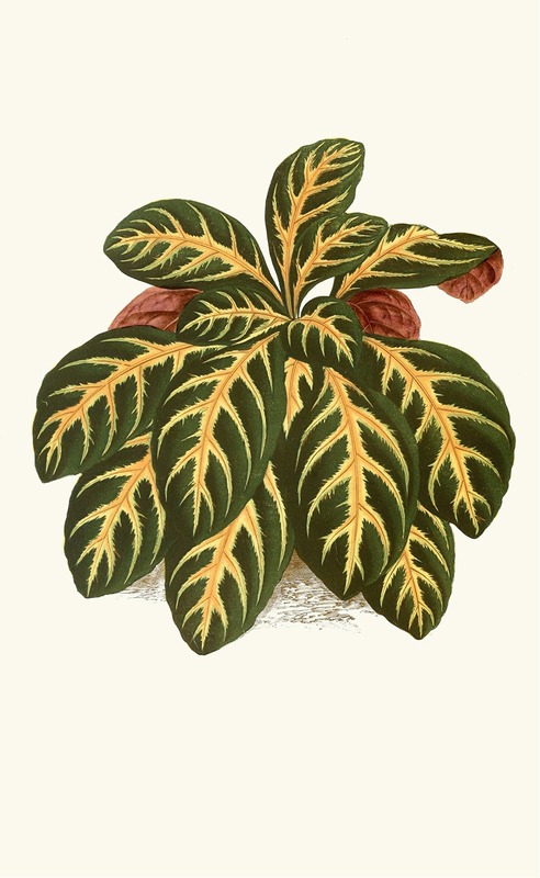 Eranthemum Igneum by Edward Joseph Lowe, 1867-1870 — digital art print download