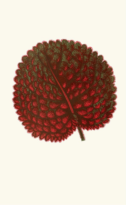 Gesneria Exoniensis by Edward Joseph Lowe, 1867-1870 — digital art print download