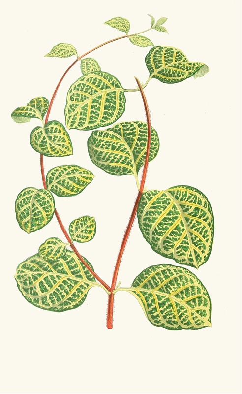 Lonicera Brachypoda by Edward Joseph Lowe, 1867-1870 — digital art print download