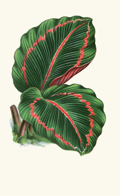 Maranta Roseo-Picta by Edward Joseph Lowe, 1867-1870 — digital art print download