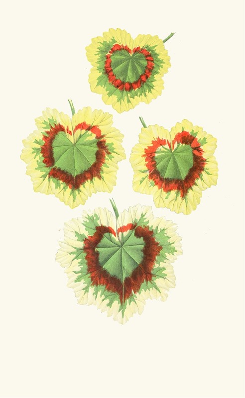 Pelargomium Zonale by Edward Joseph Lowe, 1867-1870 — digital art print download