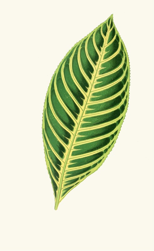 Sanchezia Nobilis by Edward Joseph Lowe, 1867-1870 — digital art print download