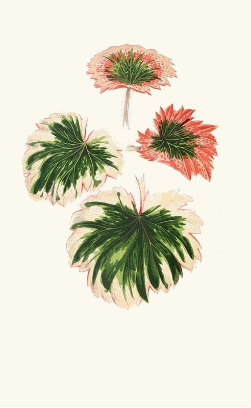 Saxifraga Fortunei by Edward Joseph Lowe, 1867-1870 — digital art print download