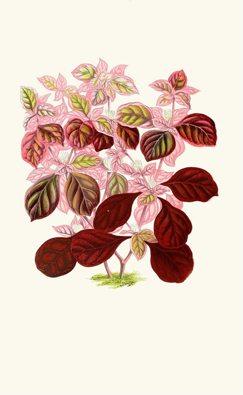 Telanthera Ficoidea by Edward Joseph Lowe, 1867-1870 — digital art print download