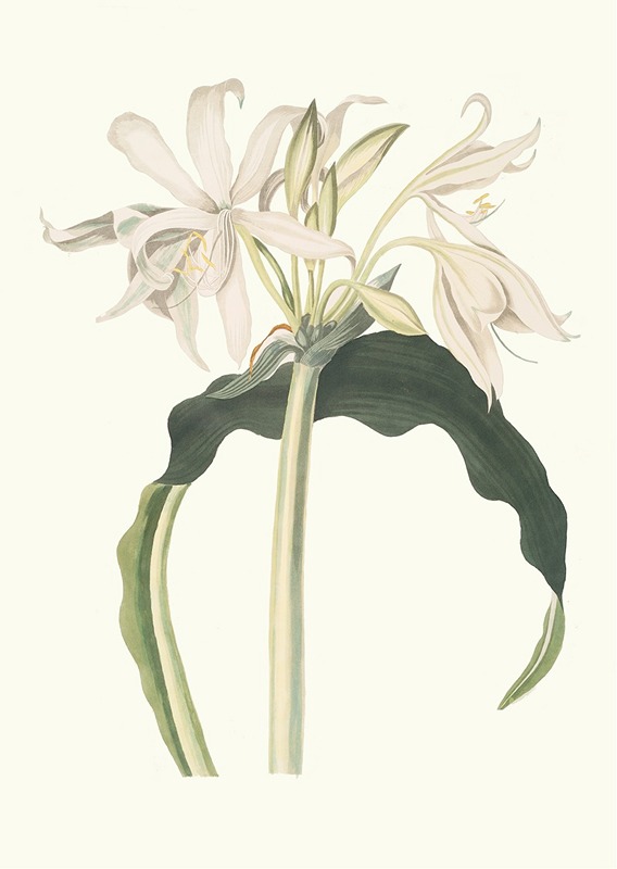 Amaryllis Aulica by Priscilla Susan Bury, 1834 — digital art print download