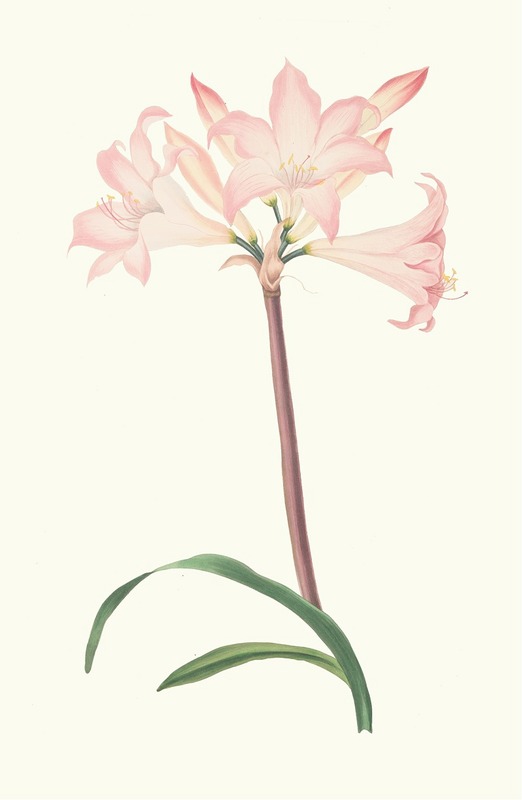 Amaryllis Belladonna by Priscilla Susan Bury, 1834 — digital art print download