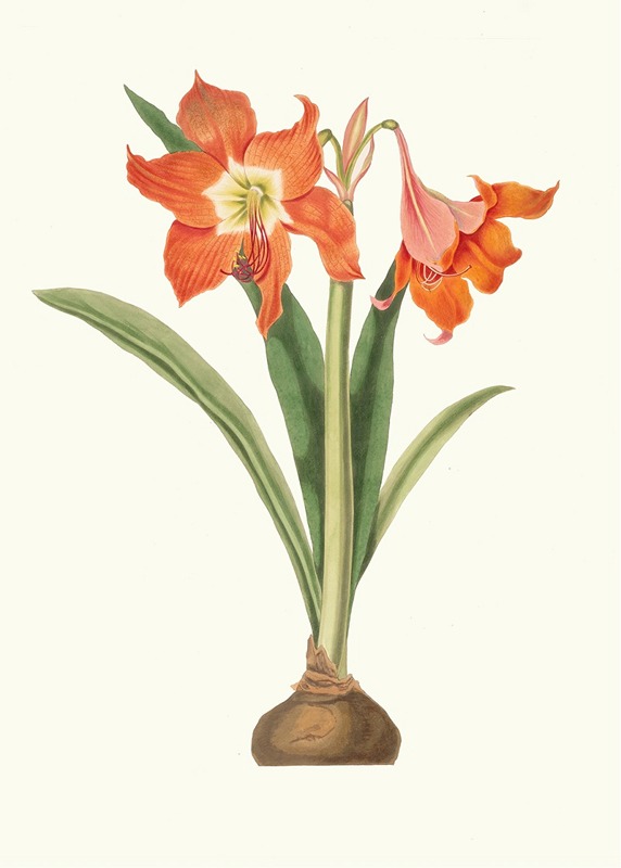 Amaryllis Equestris (Major) by Priscilla Susan Bury, 1834 — digital art print download