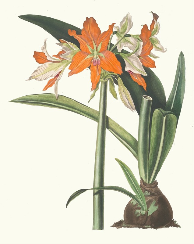 Amaryllis Fulgida by Priscilla Susan Bury, 1834 — digital art print download