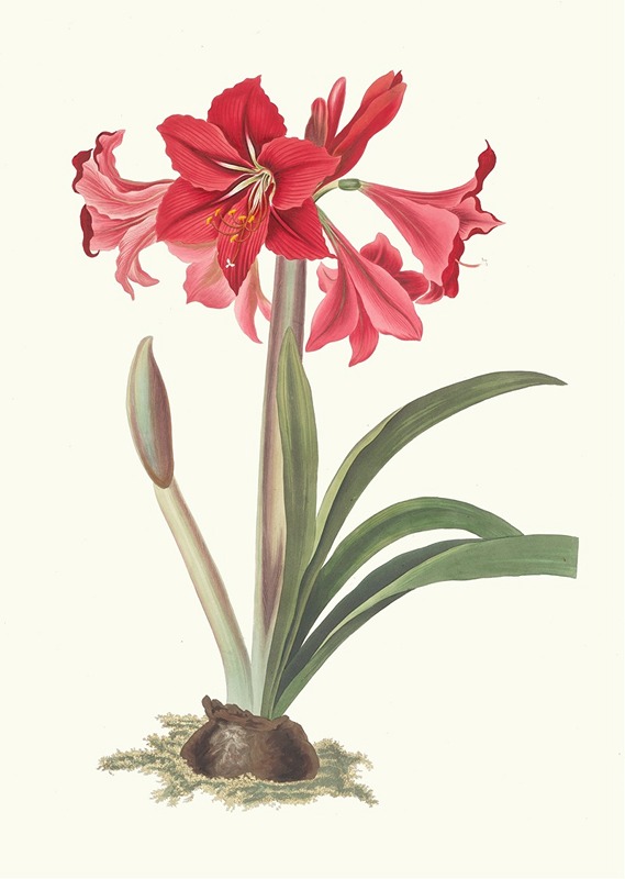 Amaryllis Johnsoni. by Priscilla Susan Bury, 1834 — digital art print download