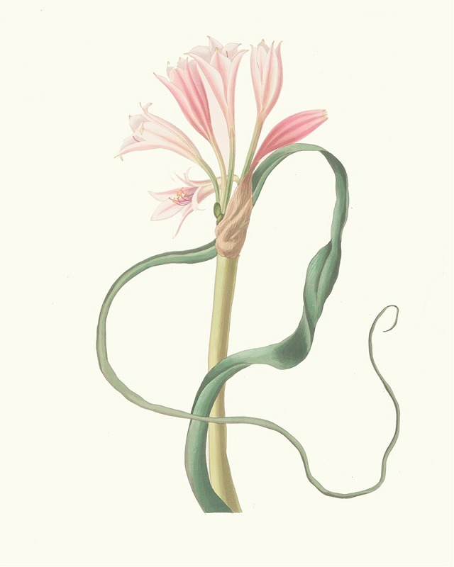 Amaryllis Longifolia (Glauca) by Priscilla Susan Bury, 1834 — digital art print download