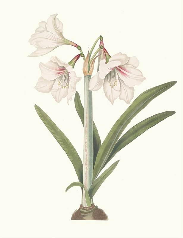 Amaryllis Picta. by Priscilla Susan Bury, 1834 — digital art print download