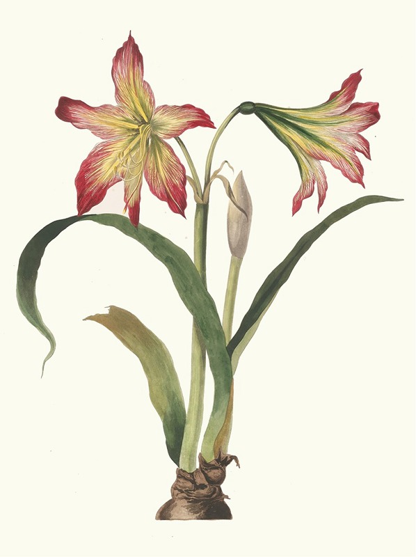 Amaryllis Psittacina by Priscilla Susan Bury, 1834 — digital art print download