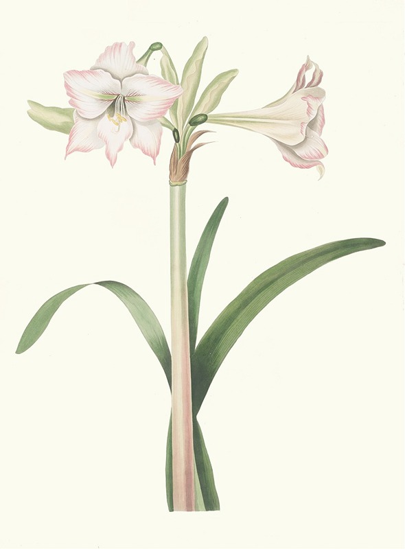 Amaryllis Solandriflora Var. by Priscilla Susan Bury, 1834 — digital art print download