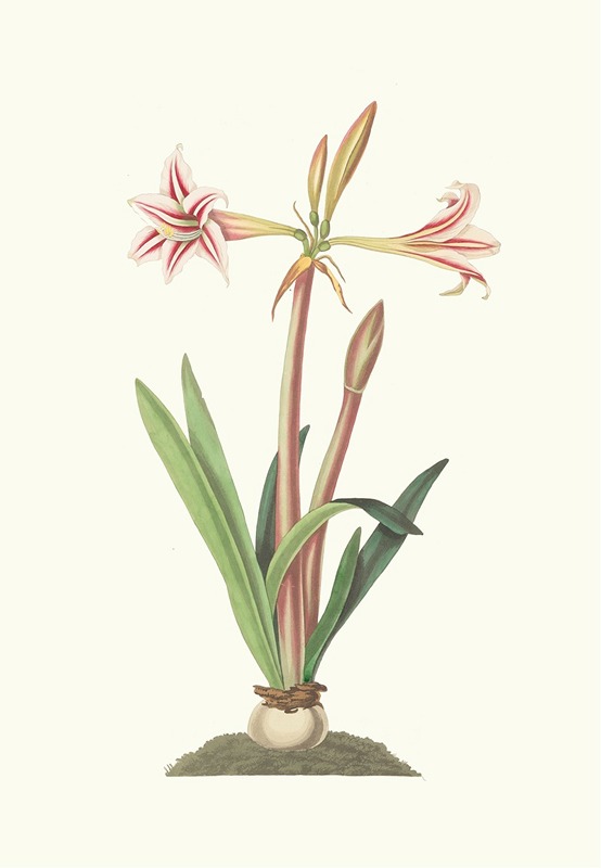 Amaryllis Vittata (Minor) by Priscilla Susan Bury, 1834 — digital art print download