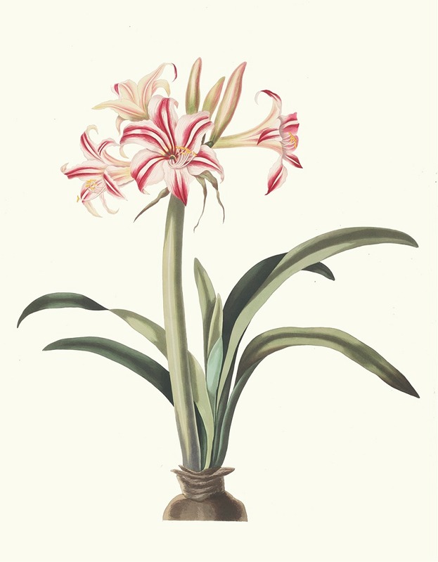 Ameryllis Superba (Vittata) by Priscilla Susan Bury, 1834 — digital art print download