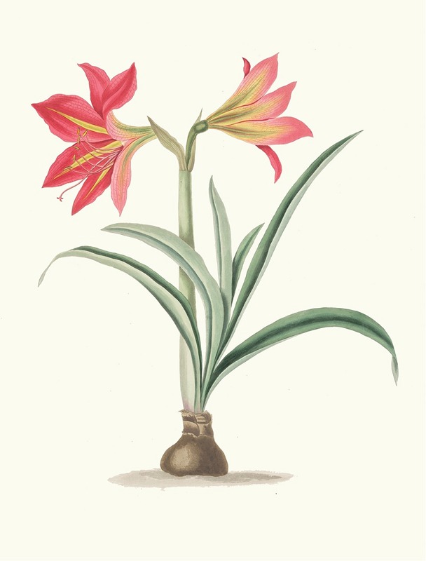 Amryllis Platypetala. by Priscilla Susan Bury, 1834 — digital art print download