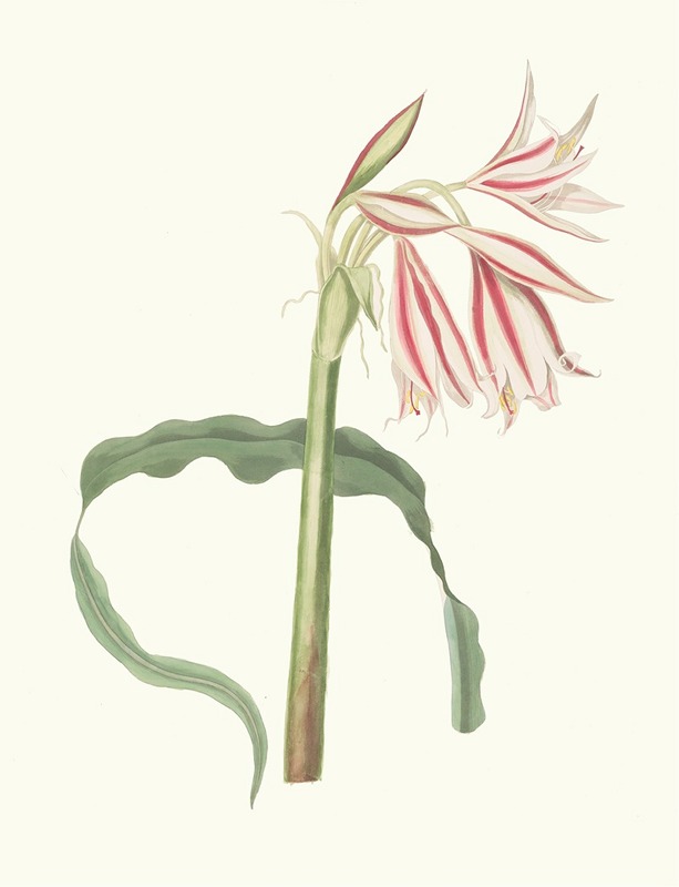 Crinum Ornatum by Priscilla Susan Bury, 1834 — digital art print download