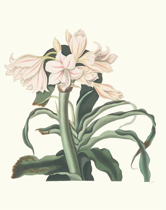 Crinum Scabrum by Priscilla Susan Bury, 1834 — digital art print download