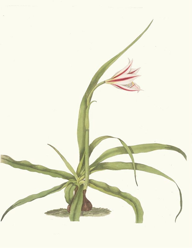 Crinum Yuccæides by Priscilla Susan Bury, 1834 — digital art print download