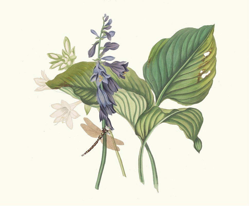 Hemerecalliscarulea, Hemerecallis Japonica — Priscilla Susan Bury