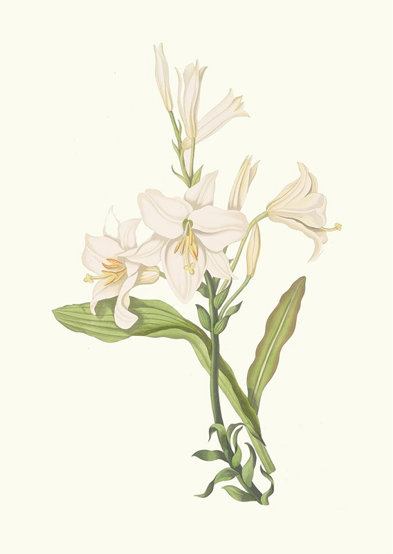 Lilium Candidum by Priscilla Susan Bury, 1834 — digital art print download
