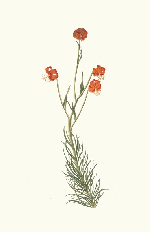 Lilium Pyrenaicum by Priscilla Susan Bury, 1834 — digital art print download