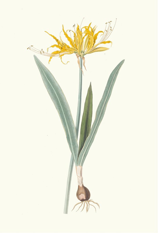 Nerine Aurea. by Priscilla Susan Bury, 1834 — digital art print download