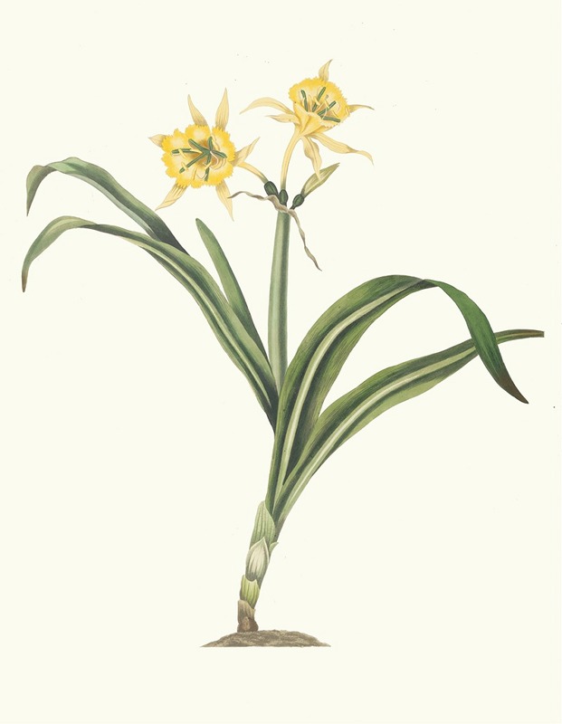 Pancratium Amancaes by Priscilla Susan Bury, 1834 — digital art print download