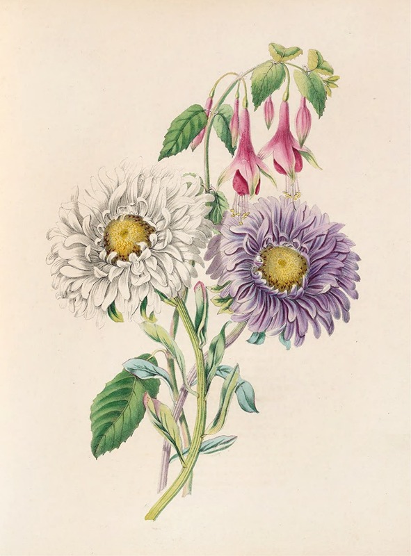 China-Aster And Fuchsia by Джеймс Акерман, 1847 — digital art print download