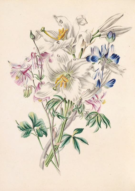 Columbine, White Lily And Lupine — James Ackerman