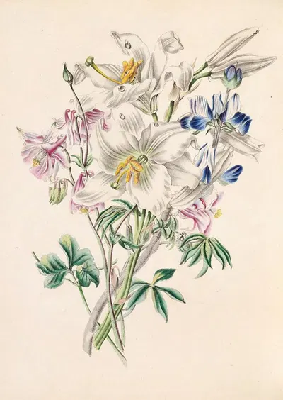 Columbine, White Lily And Lupine by Джеймс Акерман, 1847 — digital art print download