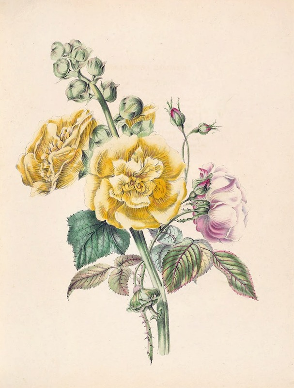 Hollyhock And China Rose by Джеймс Акерман, 1847 — digital art print download