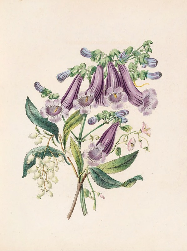 Jacaranda, Tormantosa And Arbutus — Джеймс Акерман
