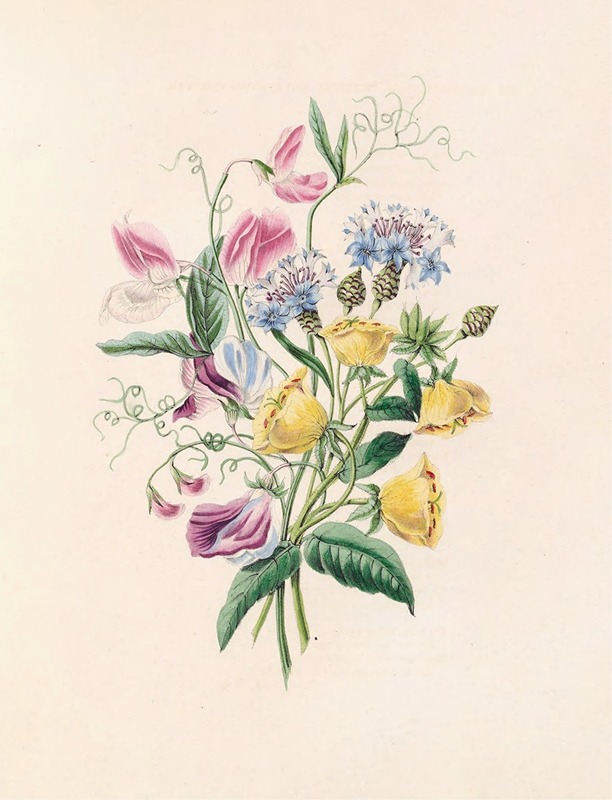 Sweet Pea, Bluebottle Centaury, And Evening Primrose — Джеймс Акерман