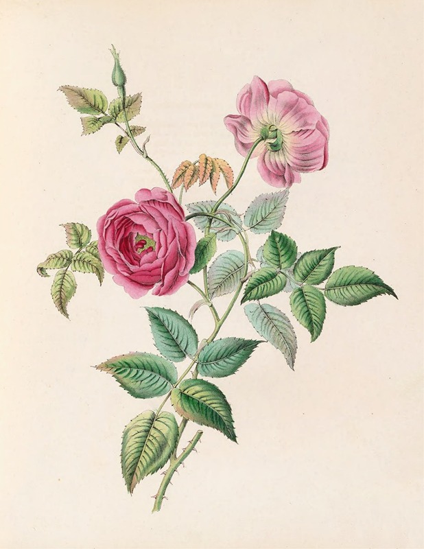 The Rose by Джеймс Акерман, 1847 — digital art print download