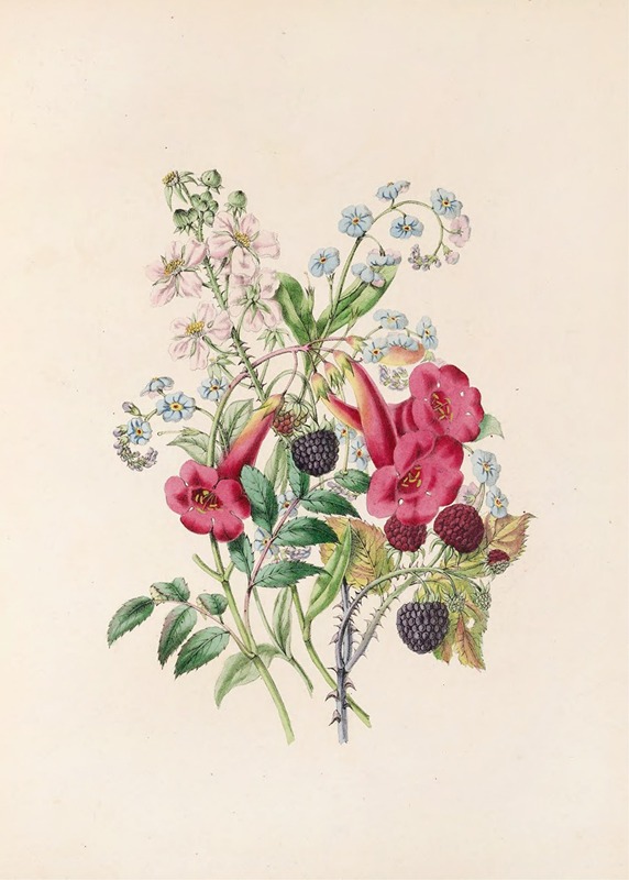 Trumpet-Flower, Forget-Me-Not, And Raspberry — James Ackerman