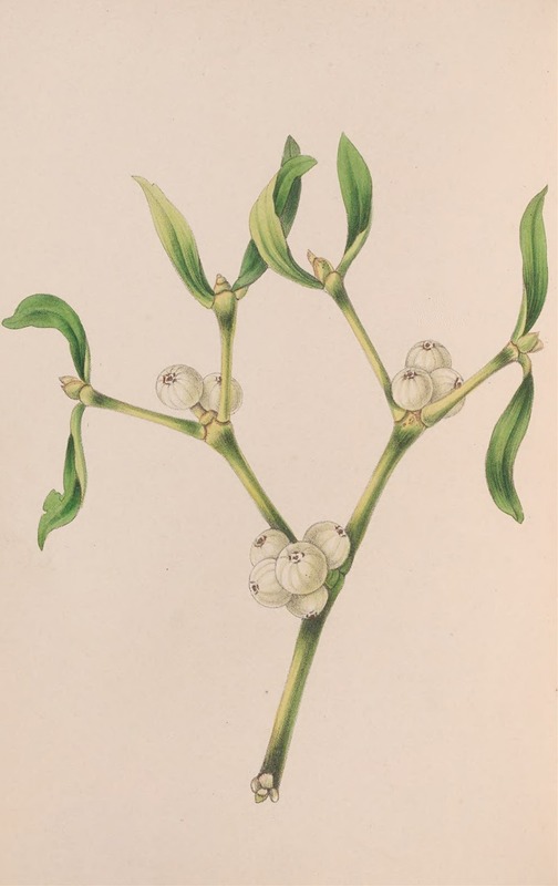 Christmas Rose by John Stevens Henslow, 1840 — digital art print download