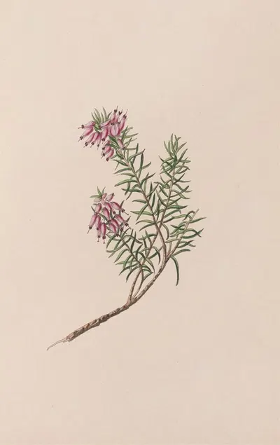 Dwarf Heath by John Stevens Henslow, 1840 — digital art print download