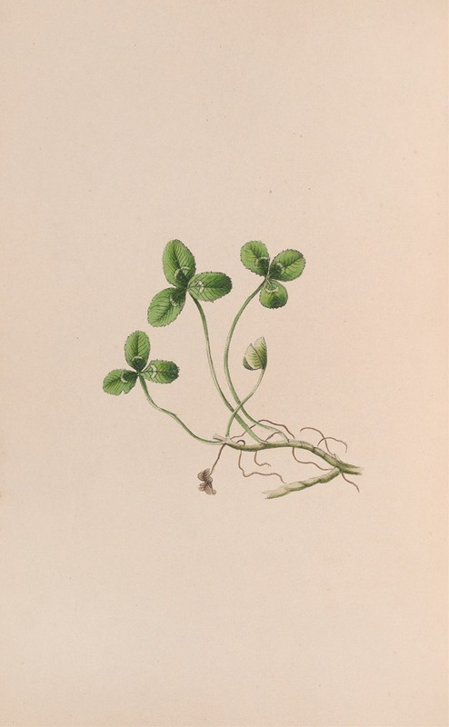 Lily Of The Valley — John Stevens Henslow
